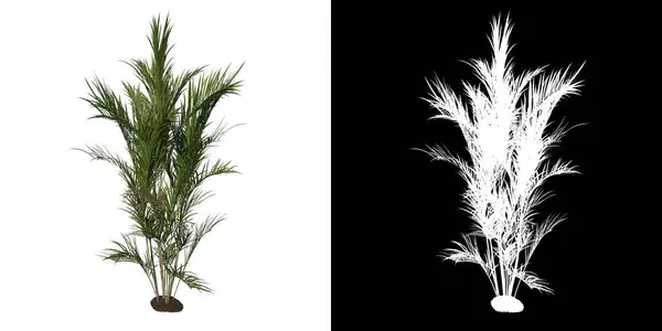 Arbre Vue Face Young Butterfly Palm Areca Tree Fond Blanc — Photo