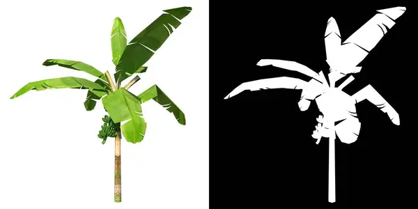 Frontansicht Von Plant Banana Tree Palm Tree Png Mit Alphakanal — Stockfoto