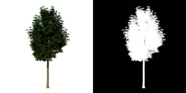 Ön görünüm ağacı genç yaygın akçaağaç 2 beyaz arkaplan alfa png 3D İlustrakion 3D oluşturma