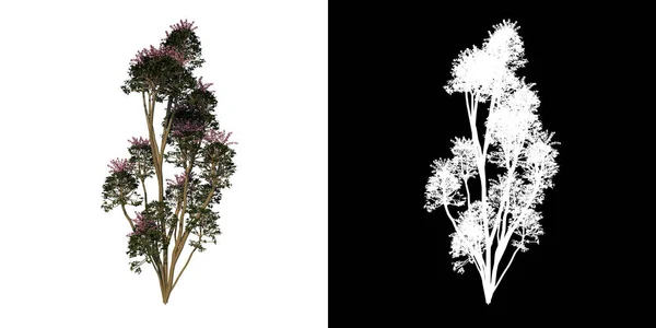 Vooraanzicht Van Tree Plant Schefflera Actinophylla Boom Witte Achtergrond Rendering — Stockfoto