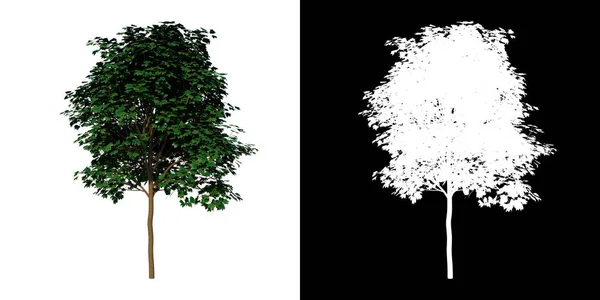 前视图树年轻白枫树1白色背景 Png 3D渲染Ilustracion — 图库照片