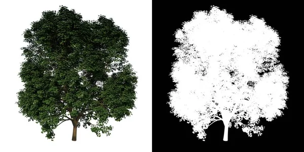 Δέντρο Μπροστινή Όψη Εφηβικός Λευκός Χάρτης Λευκό Φόντο Άλφα Png — Φωτογραφία Αρχείου