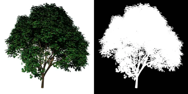 前视图树年轻白枫树3白色背景Alpha Png 3D渲染Ilustracion — 图库照片