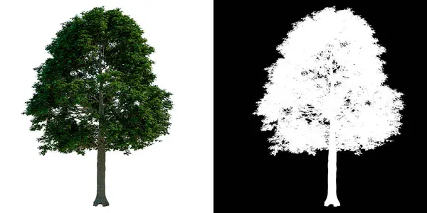 前视图树青少年常见枫树1白色背景 Png 3D渲染Ilustracion — 图库照片