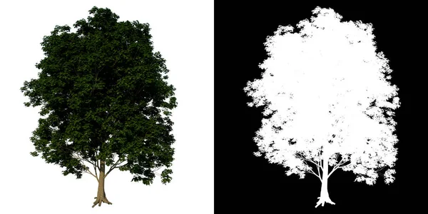 前视图树常见枫树3白色背景Alpha Png 3D渲染Ilustracion — 图库照片