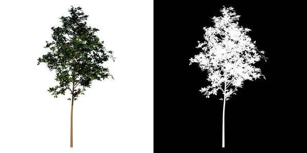 Baum Von Vorne Young Common Maple White Background Alpha Png — Stockfoto