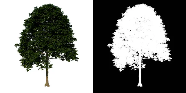 Vorderseite Baum Adoleszenten Gemeinsamen Ahorn Weißer Hintergrund Alpha Png Rendering — Stockfoto