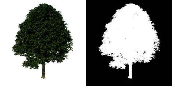前视图树常见枫树2白色背景 Png 3D渲染Ilustracion — 图库照片