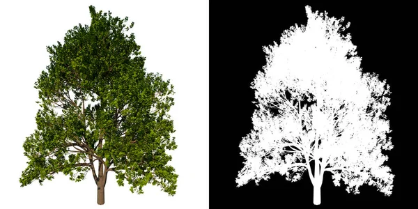 前视图树 Arce Saccharum 白色背景Alpha Png 3D渲染Ilustracion — 图库照片