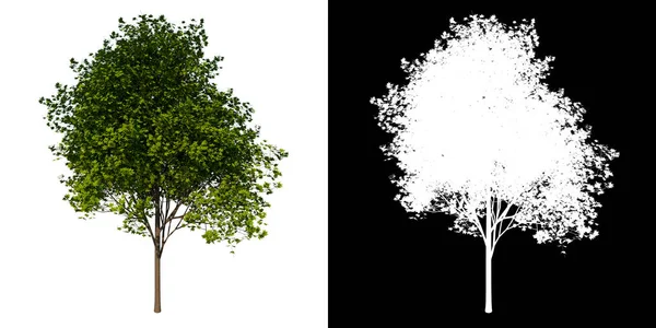 Baum Von Vorne Adolescent Arce Saccharum Weißer Hintergrund Alpha Png — Stockfoto
