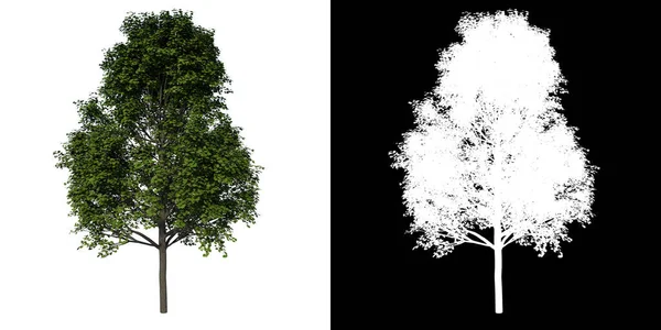 前视图树青少年真枫树1白色背景Alpha Png 3D渲染Ilustracion — 图库照片