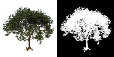 Plant Erdolescent Erythrina Lysistemon 'un ön görüntüsü genel mercan ağacı 3 png alfa kanalı ile 3D render ile kesilir