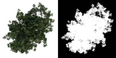 Bitki Genç Erythrina lysistemon genel mercan ağacı 3 png alfa kanalı ile kesme 3D görüntüsü