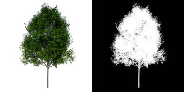 Plant Young Liquidambar formosana Tayvan tatlı sakızı 2 Ağaç png Alfa kanallı 3D görüntüsü