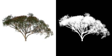 Ön görünüm ağacı (Yağmur Ağacı Albizia Saman 3) beyaz arkaplan alfa png 3D Rending Ilustracion 3D
