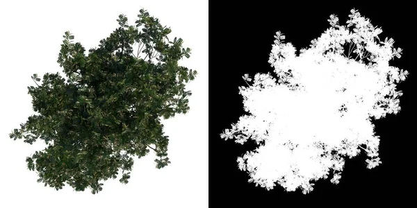 通道3磅的普通珊瑚树到3D渲染的剪枝的植物区系小燕麦的顶部视图 — 图库照片