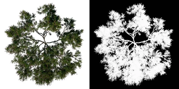 Дерево Вигляду Зверху Дерево Дощу Олбіція Саман Білий Фон Альфа — стокове фото