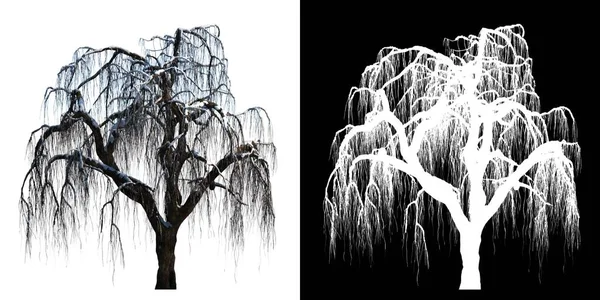 植物雪树冬季4号树的前景 阿尔法通道到3D渲染切割 — 图库照片