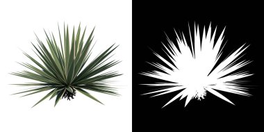 Plant (Agave vivipara) ağaç png ön görünümü alfa kanalı ile 3D oluşturulmuş kesim