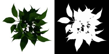 Üst Görünüm Çin bitkisi Aglaonema modestum 2 Çiçek Ağacı png beyaz arkaplan alfa 3D görüntüleme 3D Ilustracion