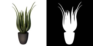 Aloe Vera 1 Ağaç Arkaplan 3 Boyutlu Görüntü Ilustracion 3 Boyutlu