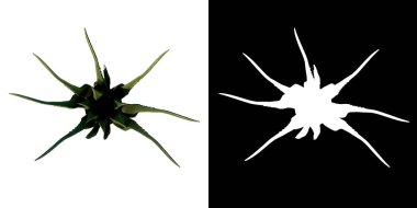 Beyaz arka planda siyah çiçek