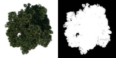 Üst Görünüm Ağacı (Ergenlik Kırmızı Tohum 2) beyaz arkaplan alfa png 3D Rending Ilustracion 3D