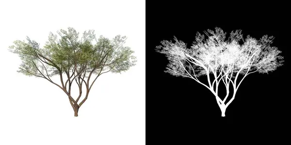 Дерево Ізольоване Білому Тлі Відсічним Контуром Альфа Каналом — стокове фото