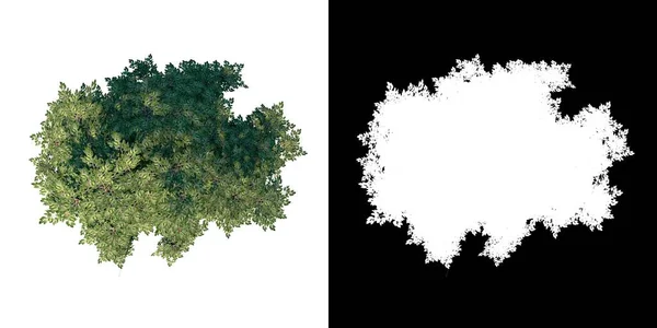 3Dレンダリングで作られたカットアウトするアルファチャンネル付きのツリーアルソダーツリー1植物Pngのトップビュー — ストック写真