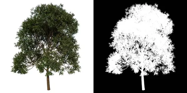 Ön görünüm ağacı (Red Lucky Seed 1) beyaz arkaplan alfa png 3D Hazırlama Ilustracion 3B