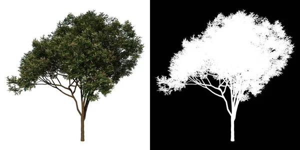 Ön görünüm ağacı (Genç Kırmızı Tohum 2) beyaz arkaplan alfa png 3D Rending Ilustracion 3D