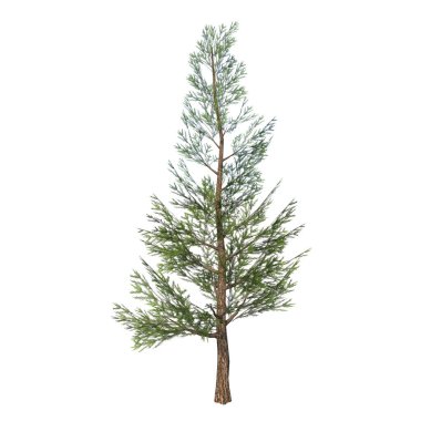 Plant Pinus Pine 5 Ağaç Beyaz Arkaplan 3D Görüntü Ilustracion 3D