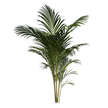Ön görünüm Bitki Altın baston Dypsis lutescens 2 Çiçek Ağacı beyaz arkaplan 3 Boyutlu Ilustracion 3 Boyutlu