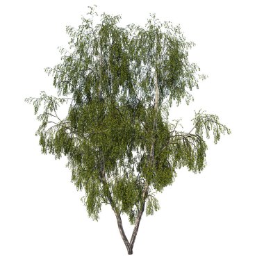 Ön manzara ağacı Gümüş Huş Ağacı Betula Pendula 3 Bitki beyaz arkaplan 3 Boyutlu İlustrakion 3D
