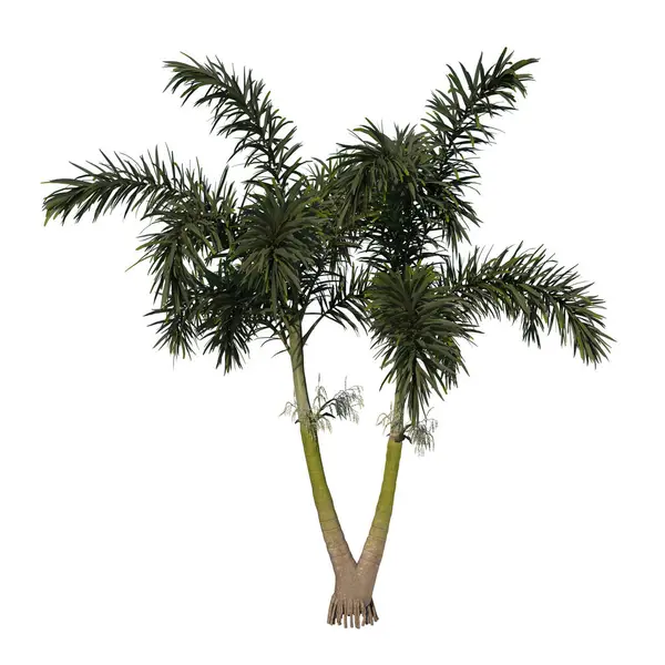 Front View Tree Wodyeita Bifurcata Palm Tree Növényi Fehér Háttér — Stock Fotó