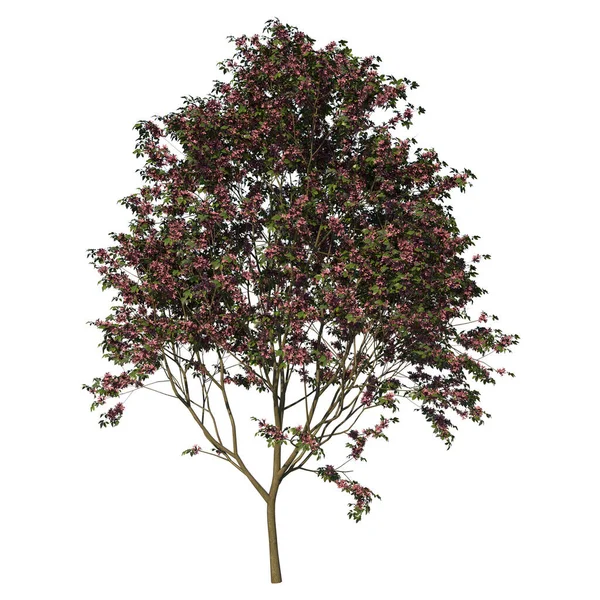 Vista Frontal Tree Young Rosy Trompeta Rosa Poui Apamate Tree —  Fotos de Stock