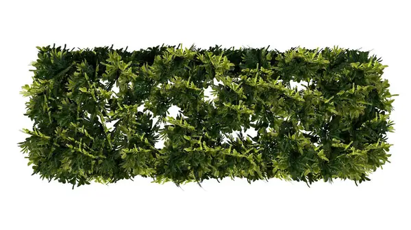 Πράσινα Φύλλα Θάμνου Λευκό Φόντο — Φωτογραφία Αρχείου