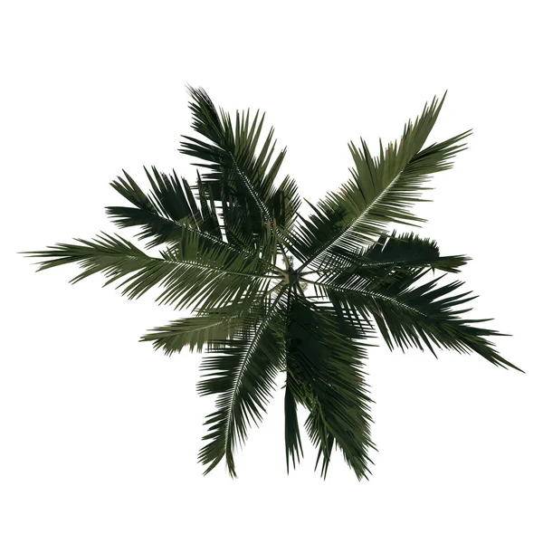 Ovanifrån Träd Alexander Palm Träd Palm Träd Vit Bakgrund Rendering — Stockfoto