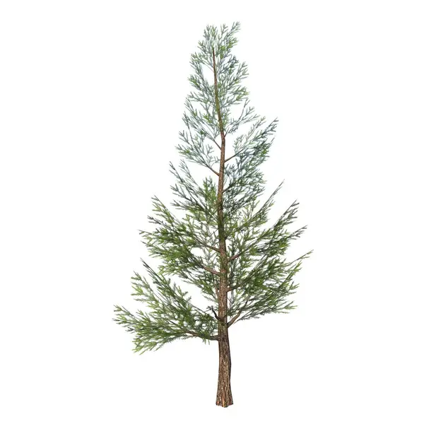 Vista Frontal Planta Pinus Pine Árbol Fondo Blanco Renderizado Ilustración —  Fotos de Stock