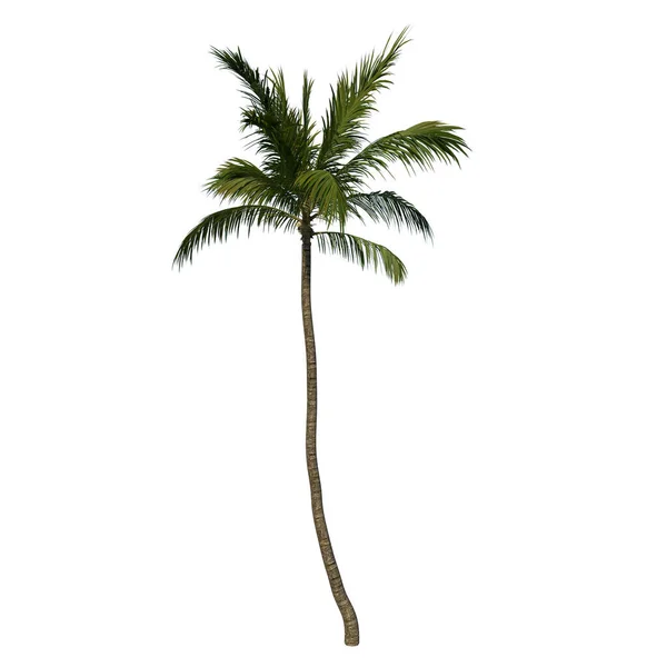Front Visa Anläggning Coconut Tree Palm Vit Bakgrund Rendering Ilustracion — Stockfoto