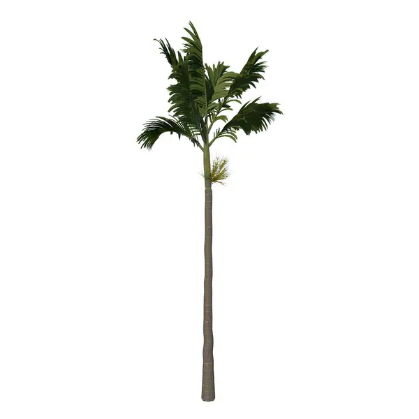 Вид Спереди Tree Adolescent Areca Catuche Tree Palm Plant White — стоковое фото