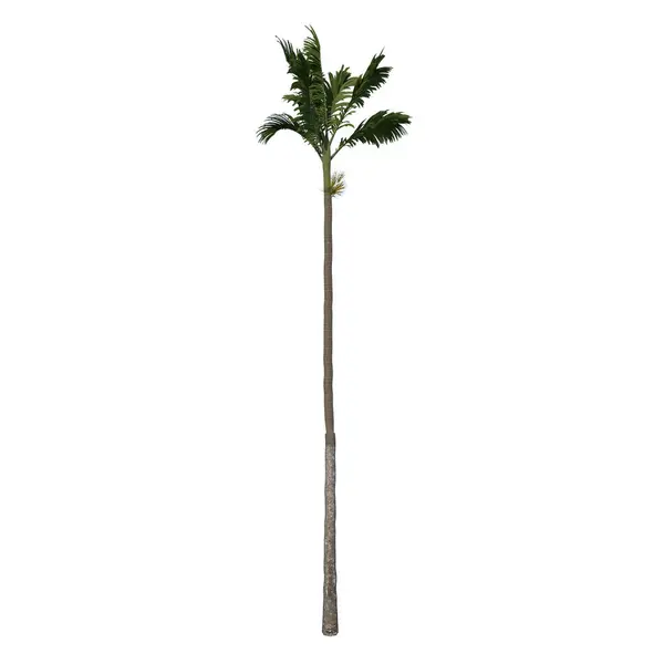Framifrån Träd Areca Catuche Träd Palm Växt Vit Bakgrund Rendering — Stockfoto