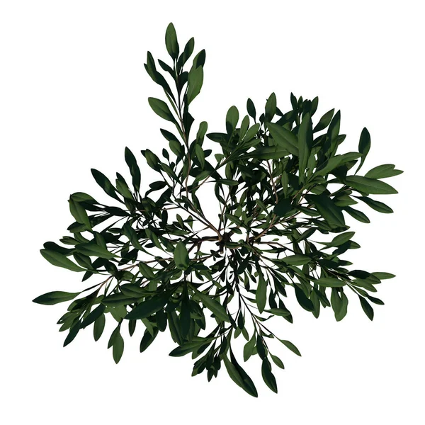 トップビュー植物共通オリーブオレアユーロペア1ツリーホワイトバック3Dレンダリングイラストレーション3D — ストック写真