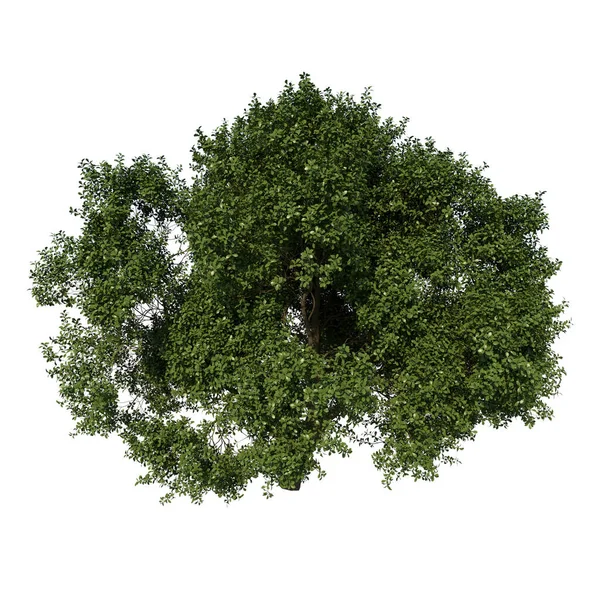 Дерево Переднього Виду Підліткове Загальне Дубове Дерево Білий Фон Відтворення — стокове фото
