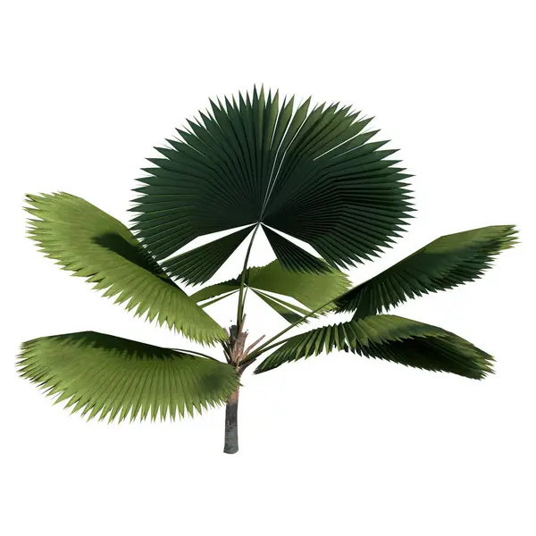 Vista Frontal Planta Licuala Grandis Palm Tree Fundo Branco Rendering — Fotografia de Stock