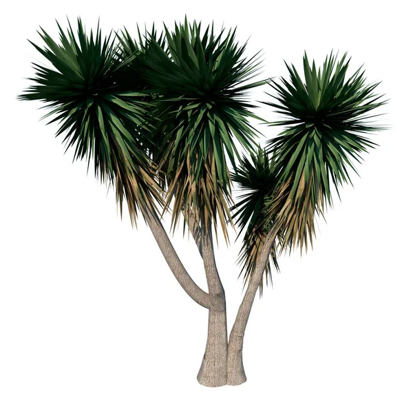 Front Växt Jätte Yucca Yucca Guatemalensis Träd Vit Bakgrund Rendering — Stockfoto