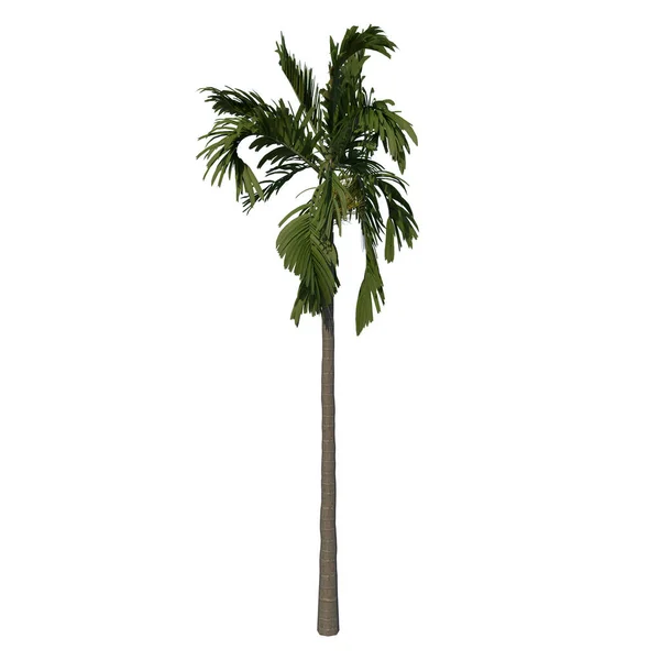 Kokosnussbaum Isoliert Auf Weißem Hintergrund Rendering — Stockfoto