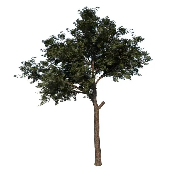 Front View Tree Ungefärlig Kalabriska Tall Vit Bakgrund Alfa Png — Stockfoto
