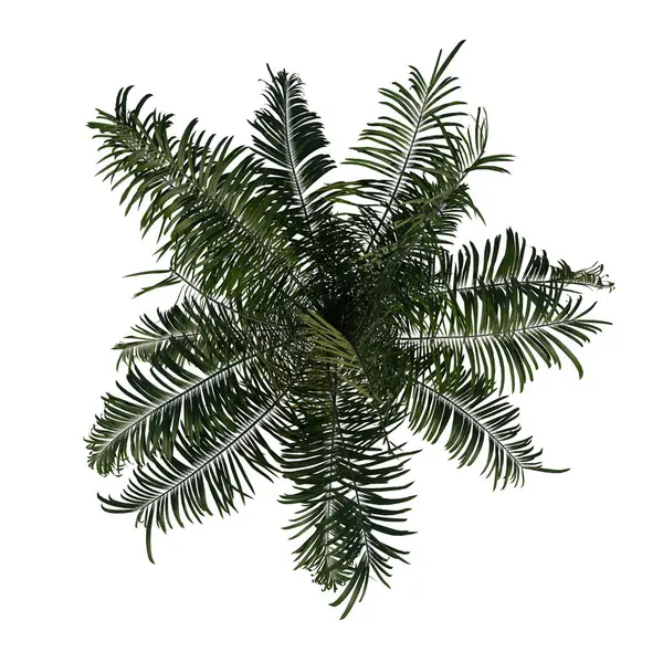 植物ロイストーンアオレラセアパームツリーのトップビュー 3ツリーホワイトバック3Dレンダリングイルストラシオン3D — ストック写真