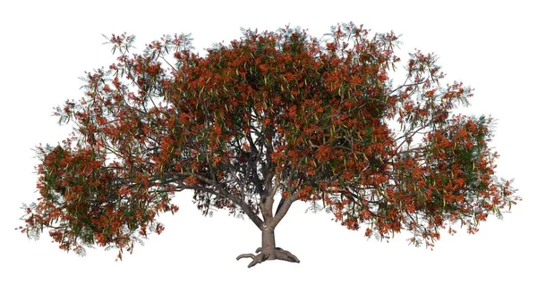 前视图树Flamboyant 3植物白色背景3D渲染Ilustracion — 图库照片